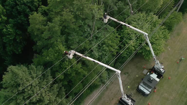 Best Emergency Tree Removal  in Ashland, VA